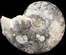 Mammites Ammonite - Goulmima, Morocco #44645-1